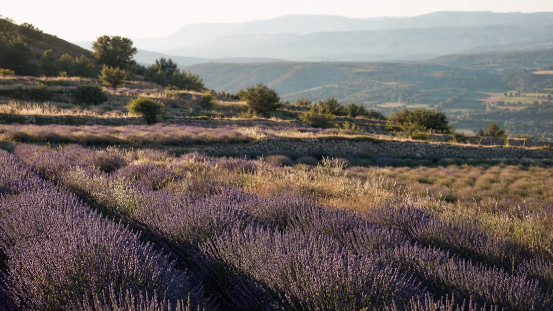 Lavender and flower fields near Grasse, the historic French perfume town in Provence